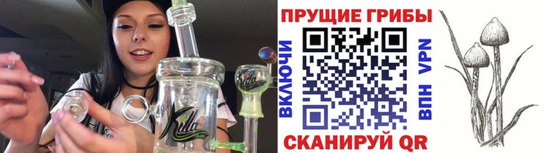 Купить  Павловская  Псилоцибиновые грибы Psilocybine cubensis 